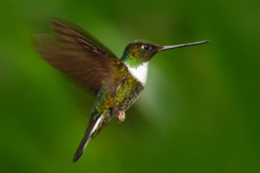 Collared Inca hummingbird clipart