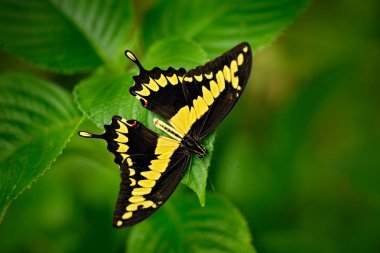 yaprak üzerinde oturan kelebek