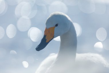 Whooper Swan in Japan clipart