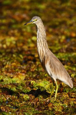 Indian Pond Heron