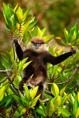 Mor yüzlü Langur dalda oturuyor