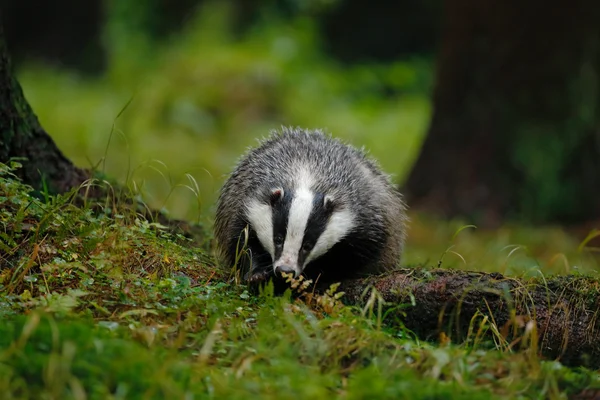 Tejón europeo en el bosque — Foto de Stock