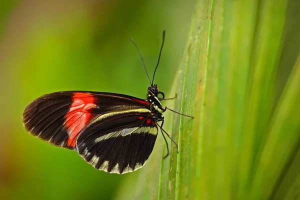 Метелик сидить на листі — стокове фото