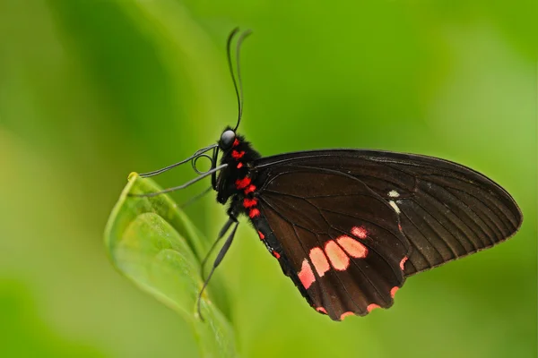 Butterfly zittend op plant — Stockfoto