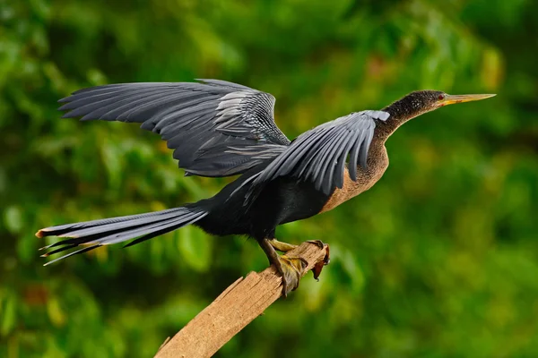 Su kuşu Yılanboyungiller — Stok fotoğraf