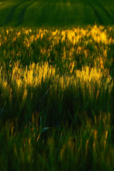 Campo de cebada en el tiempo de puesta del sol — Foto de Stock