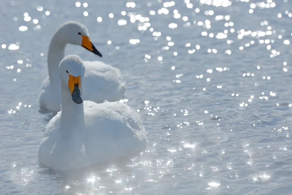 Whooper Swans в Японии — стоковое фото