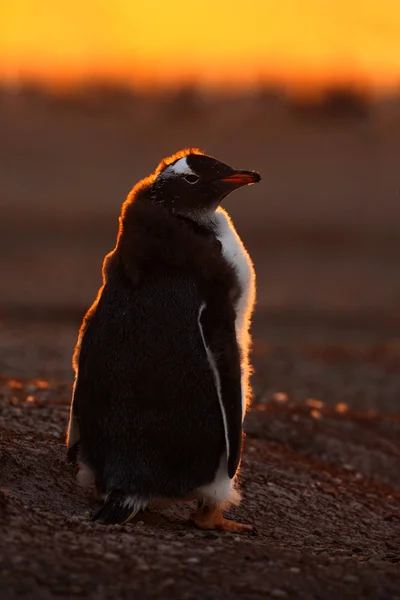 Pingvin i orange sunset — Stockfoto