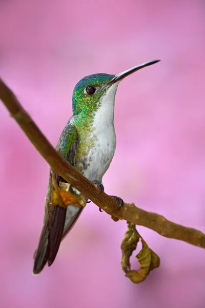 Andes Smaragd kolibrie — Stockfoto