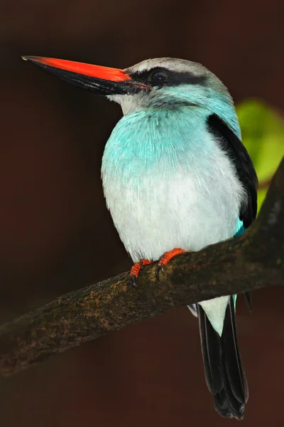 Dalda oturan mavi memeli Kingfisher — Stok fotoğraf