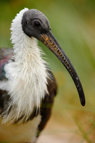 Pájaro ibis de cuello pajizo de Australia —  Fotos de Stock