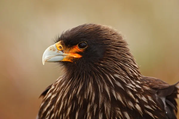 Uccello rapace seduto in erba — Foto Stock