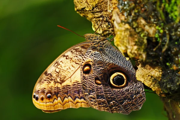 Yeşil ormanda kelebek. Güzel kelebek mavi Morfo, biçim peleides, habitat, karanlık ormanın, yeşil bitki örtüsü, Kosta Rika ile. Üç üzerinde oturan. — Stok fotoğraf