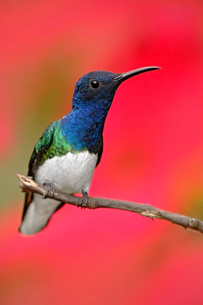 Vit hals jakobinska hummingbird — Stockfoto