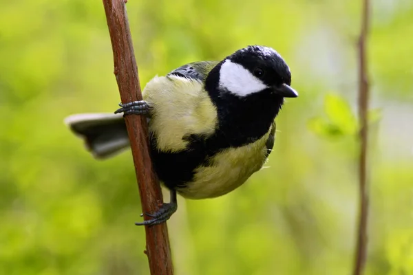 아름 다운 노래 새 — 스톡 사진