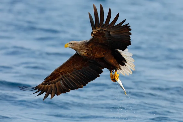 Flying Eagle med fisk — Stockfoto