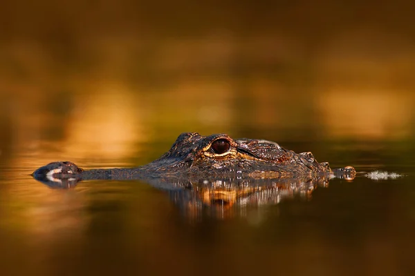 Amerikaanse Alligator hoofd boven water — Stockfoto