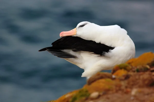 Aves marinhas Albratroz-de-faces-pretas — Fotografia de Stock