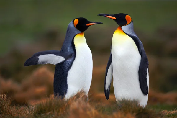 Ο βασιλιάς πιγκουίνοι στέκεται στο γρασίδι — Φωτογραφία Αρχείου