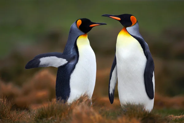 Koning pinguïns permanent op gras — Stockfoto