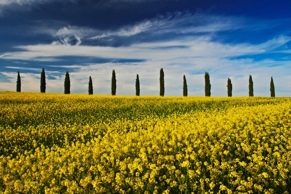 Field with blue sky — Stock Photo, Image