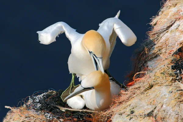 Gannets do norte na rocha da costa — Fotografia de Stock