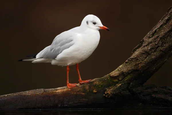 Mouette blanche assise sur une branche — Photo