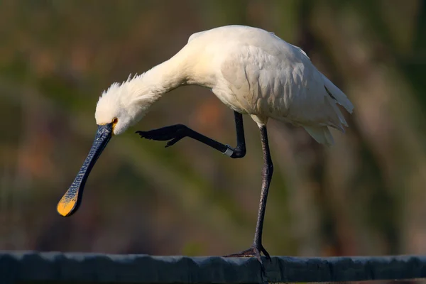 Pássaro branco Eurasian Spoonbill — Fotografia de Stock