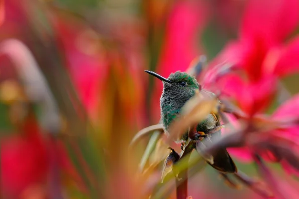 Uccello tropicale con fiori in fiore — Foto Stock