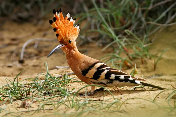 Hoopoe sitting in sand — Stock Photo, Image