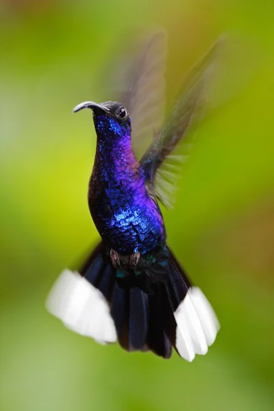 Flying big Hummingbird — Stock Photo, Image