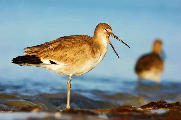 Willet kuş doğa ortamlarında — Stok fotoğraf