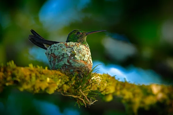 Beija-flor sentado em ovos — Fotografia de Stock