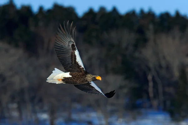 獲物の飛ぶ鳥 — ストック写真