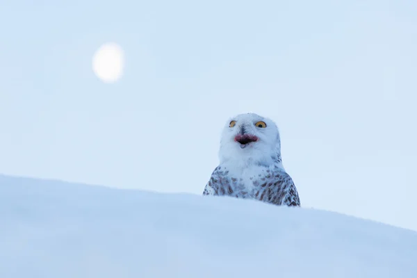 Coruja nevada sentada na neve — Fotografia de Stock