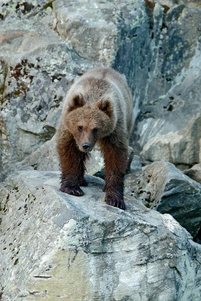 Oso marrón perdido en las rocas — Foto de Stock