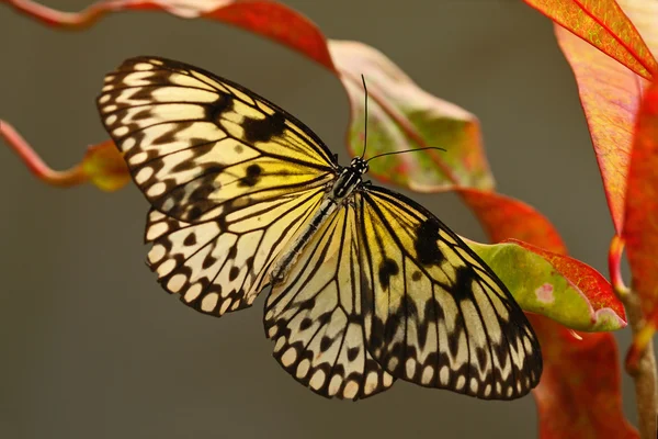 Schmetterling sitzt auf Pflanze — Stockfoto