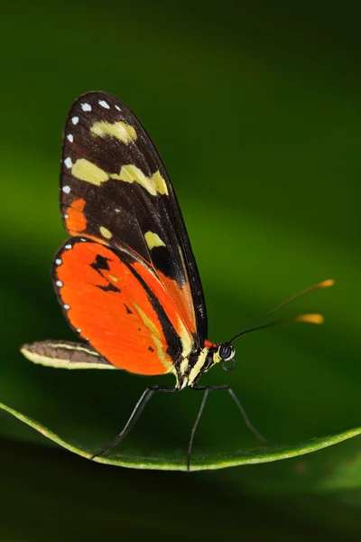 फुलपाखरू पानांवर बसला — स्टॉक फोटो, इमेज