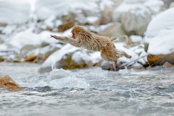 Affe mit rotem Gesicht im Wasser — Stockfoto