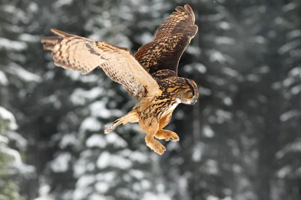 Flygande eurasiska berguv — Stockfoto