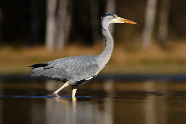 Garza gris caminando en el agua — Foto de Stock