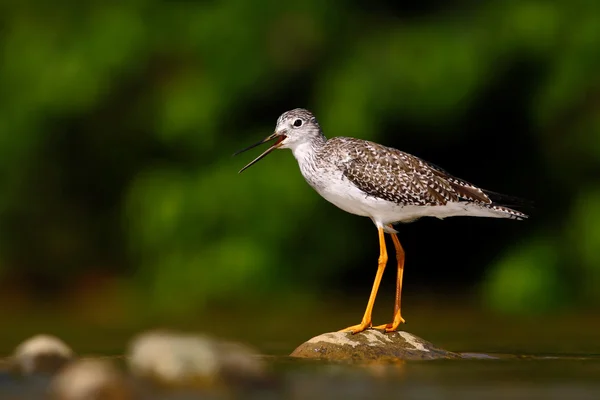 Rio Baru zittend op steen in de rivier — Stockfoto