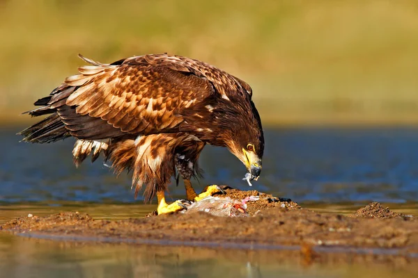 Águila de cola blanca con peces —  Fotos de Stock