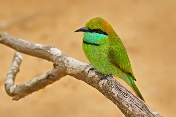 Little Green Bee-eater — Stock Photo, Image
