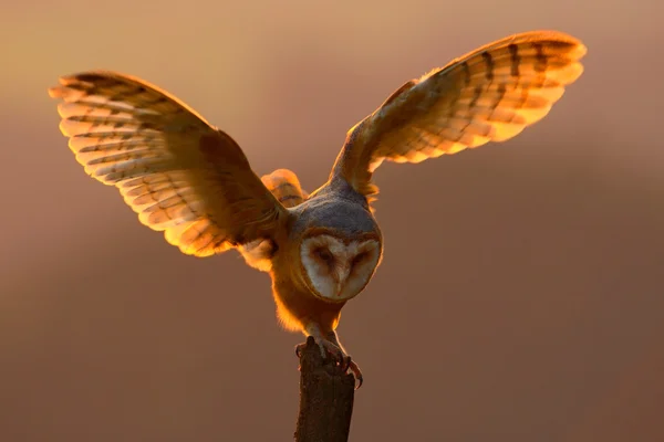 Hibou des clochers dans la forêt — Photo