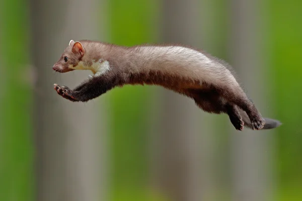 Jumping Stone marten — Stock Photo, Image