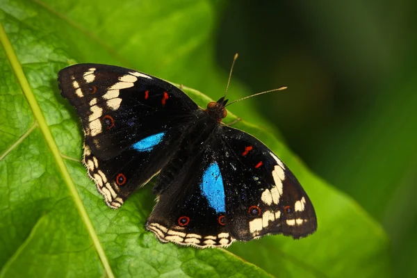 Yaprak üzerinde oturan kelebek — Stok fotoğraf