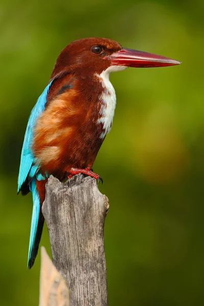 Beyaz boğazlı Kingfisher dalda oturan — Stok fotoğraf