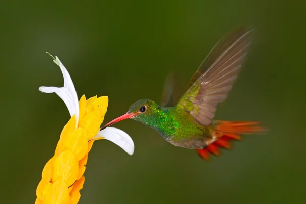 Uçan Rufous kuyruklu sinekkuşu — Stok fotoğraf