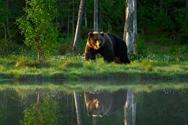 Urso castanho grande — Fotografia de Stock